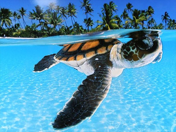 024-Зеленая черепаха плывет на глубину в поисках безопасного при